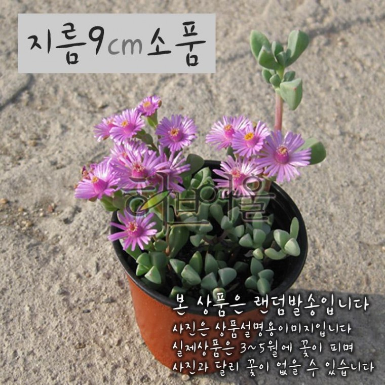 [다육] 백봉구(백봉국) 지름 9cm소품화분 - 상품 이미지