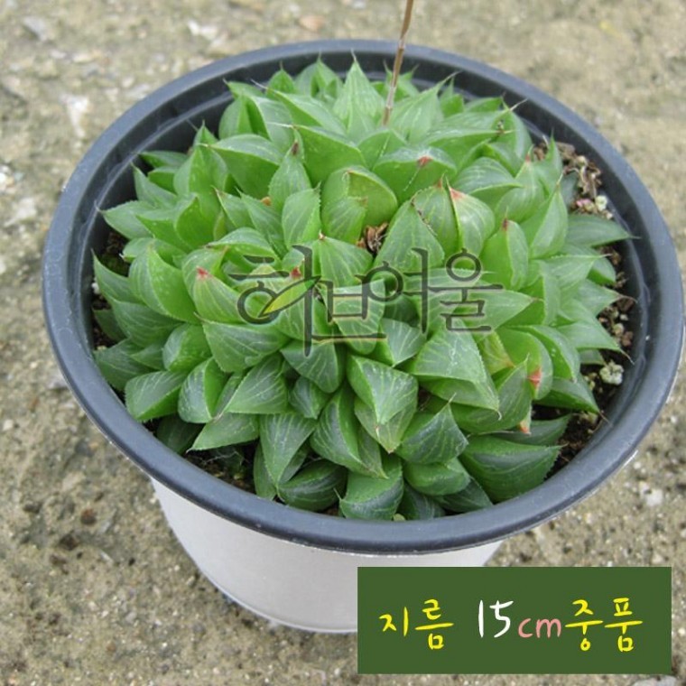 [다육] 수 (하월시아) 15cm 다육 중품 - 상품 이미지