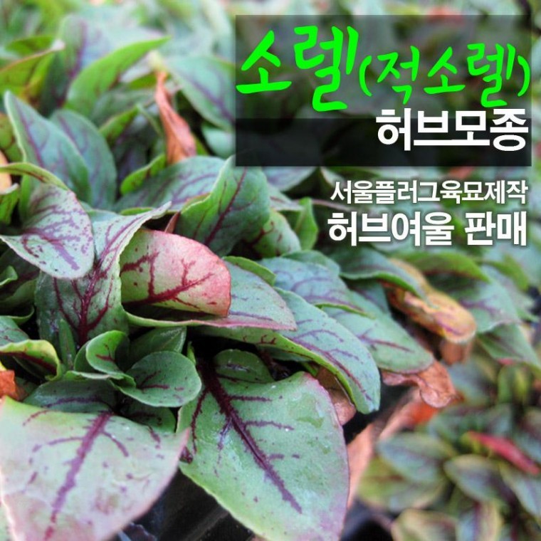 [모종] 적소렐 (식용허브) 모종 5개 (서울육묘생산 판매 정품허브모종) - 상품 이미지