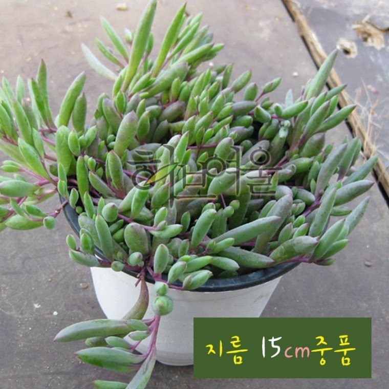 루비목걸이 (루비앤 네크리스) 지름 15cm 중품화분 (좋은흙만 사용한 건강한식물) - 상품 이미지