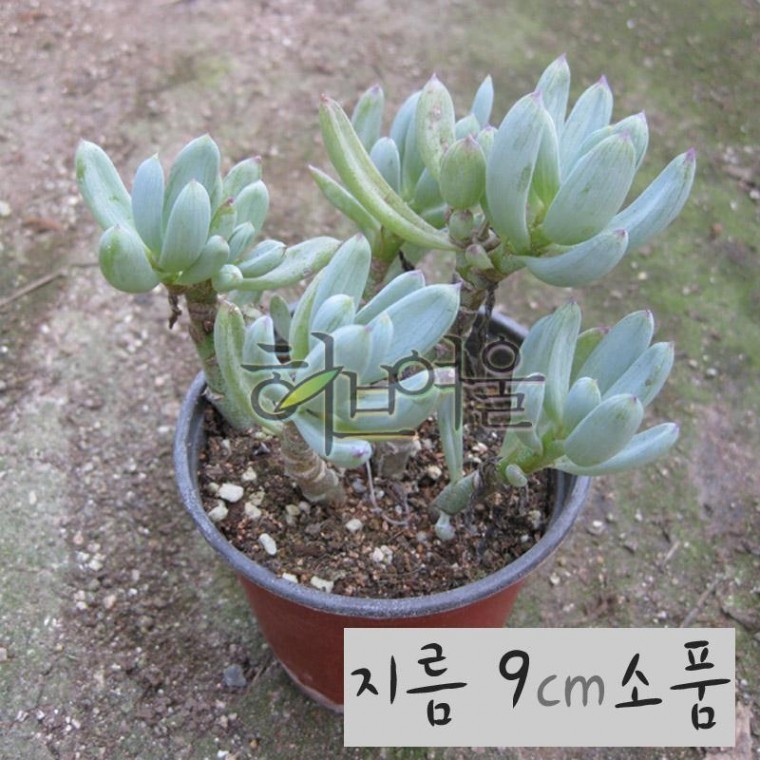 만보(청월) 지름 9cm소품 다육화분 - 상품 이미지