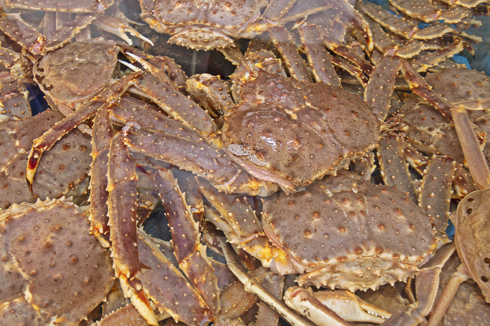 러시아 킹크랩 자숙 레드 블루 시세 싯가 4.5kg, 1개 이미지 6