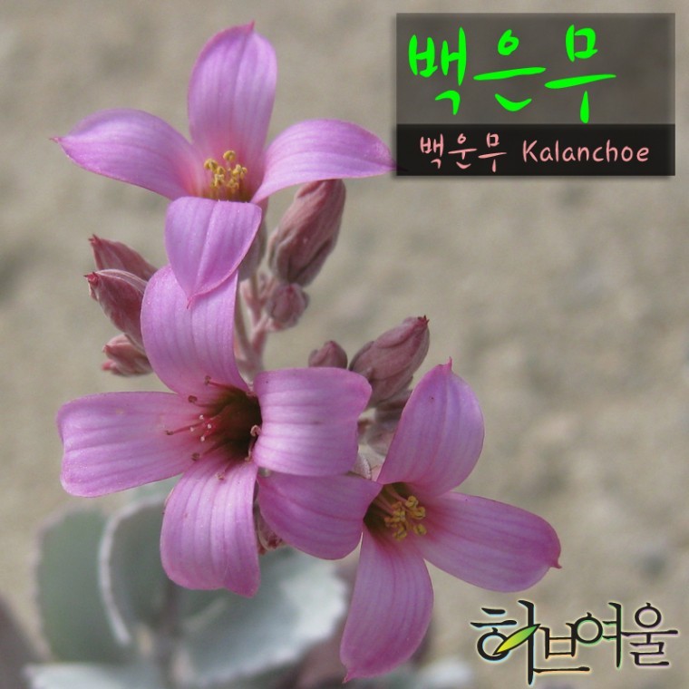 백은무 (백운무 카랑코에) 지름 9cm소품다육화분 (상토와 마사만 사용한 건강한다육) - 상품 이미지