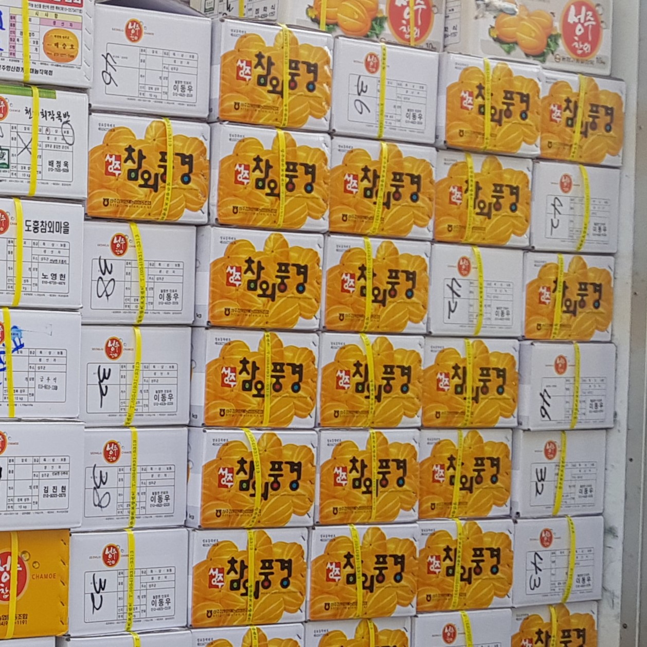 [디어메딕] 성주 참외 고당도 프리미엄 마트용 상급 2kg 3kg 5kg 10kg - 상세 이미지 4