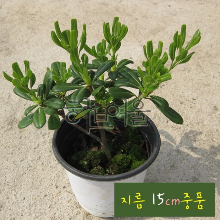 만리향 (돈나무 외목대 남부지방노지월동) 지름 15cm 중품화분 (좋은흙만 사용) - 상품 이미지