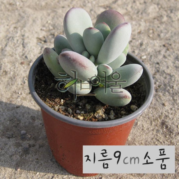 [허브여울다육] 방울복랑 지름 9cm 소품 - 상품 이미지