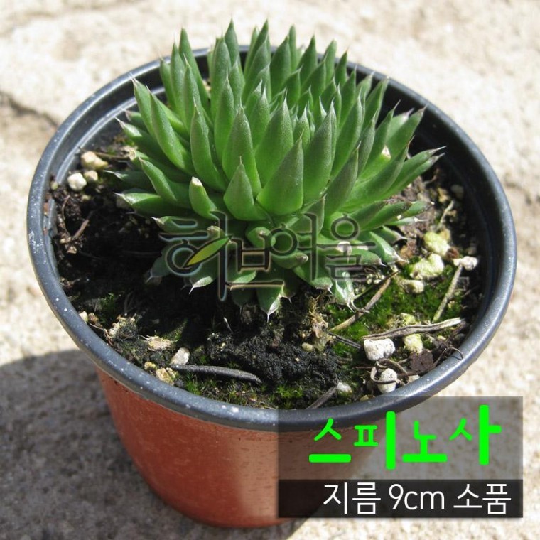 [허브여울바위솔] 스피노사 (바위솔/노지월동) 지름 9cm 소품 다육화분 - 상품 이미지