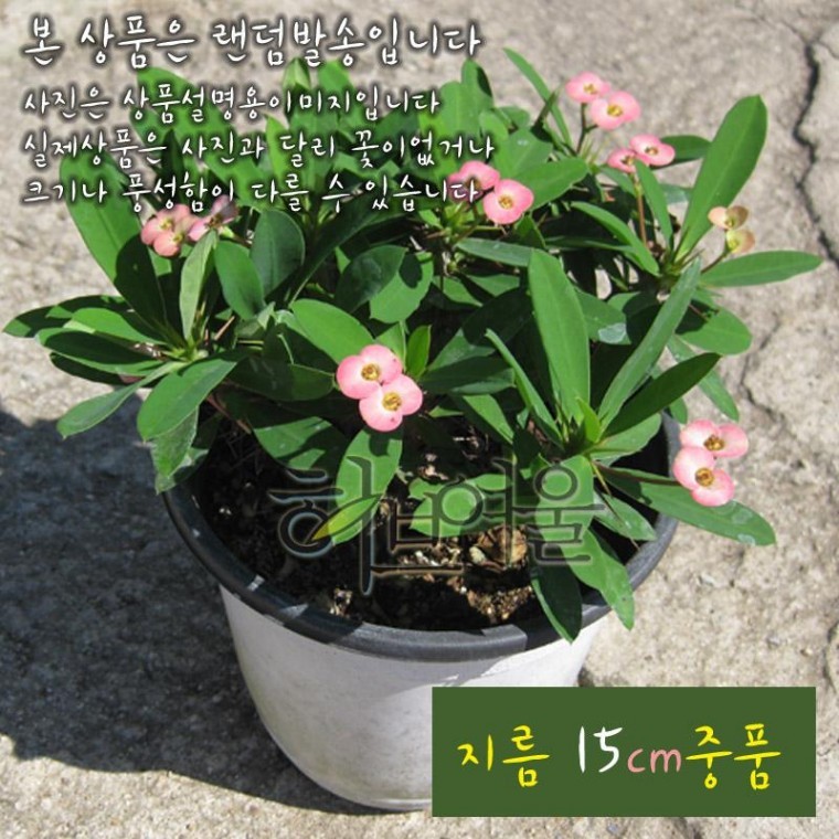꽃기린 핑크 (Pink 분홍) 지름 15cm 중품다육화분 (좋은흙만 사용한 건강한식물) - 상품 이미지