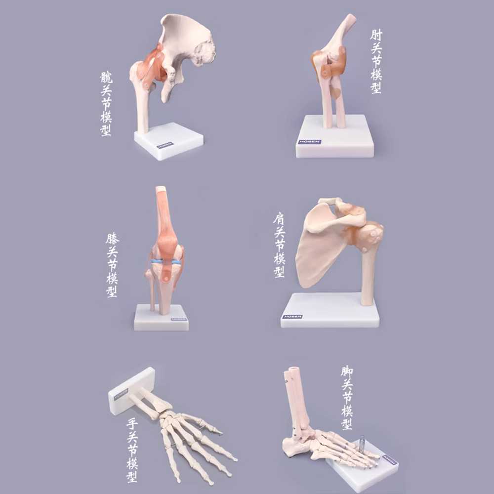 인공뼈 모형 관절 팔꿈치 인대 용 발목 손목 교육용 도구 114 - 상세 이미지 5