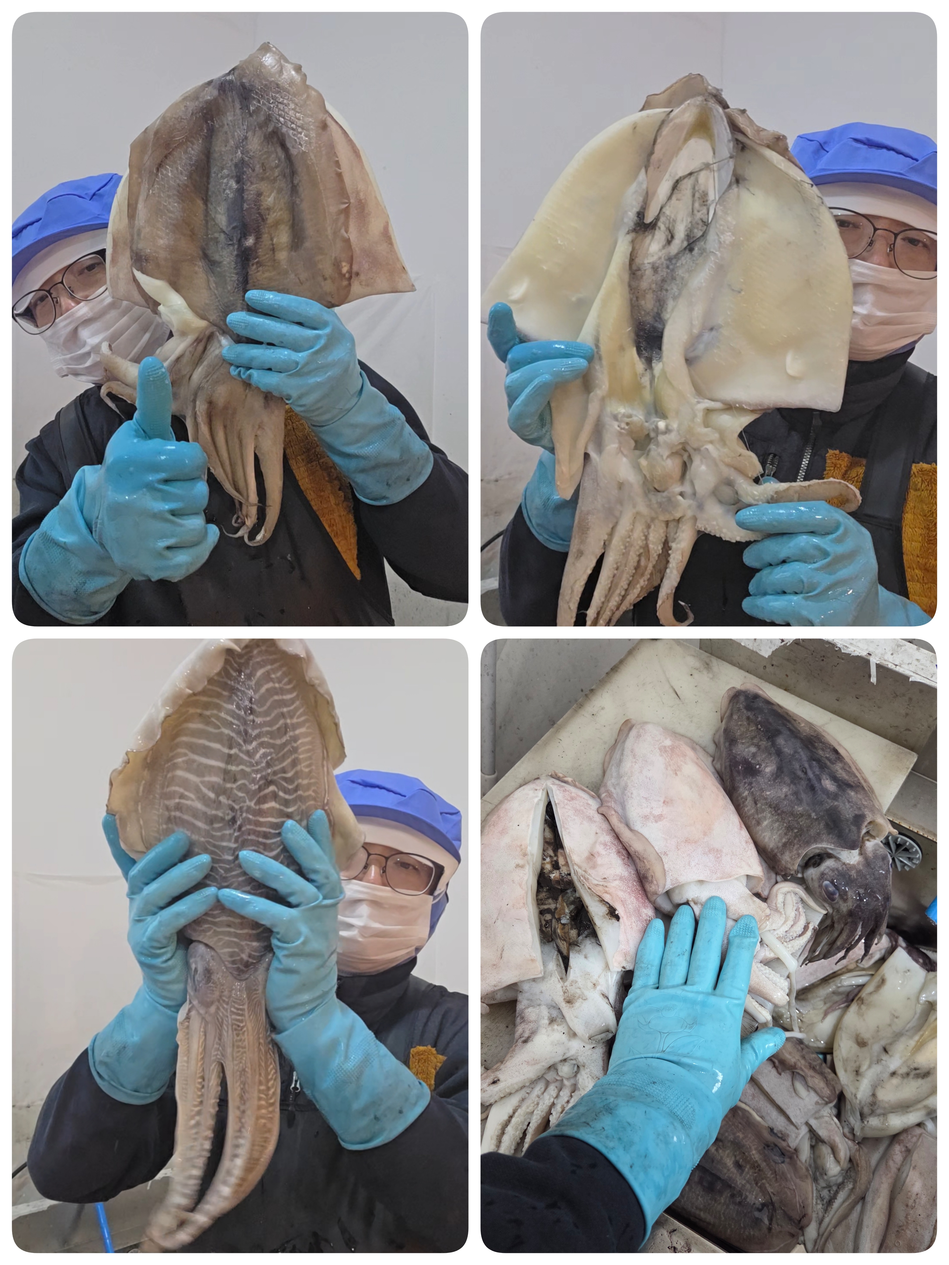 군산 반건조 갑오징어 1미 갑오징어구이 캠핑용 술안주 - 상세 이미지 3