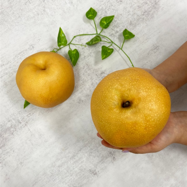 자연가득 나주 상주 프리미엄 가정용 신고배 3kg 5kg - 상세 이미지 2