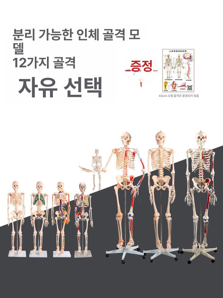뼈 해골 전신 상품 인체모형 골격 180cm 디스플레이 척추 교육용 할로윈 유령의 - 상세 이미지 3