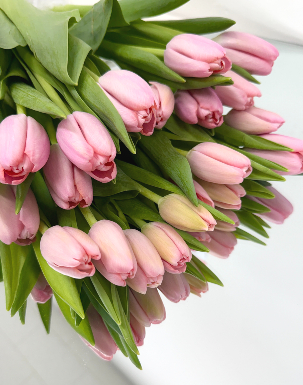 리틀캠든 튤립 생화 부케 생화배송 꽃배달 솔직 후기 | 실사용자 리뷰 분석 - 대표 이미지