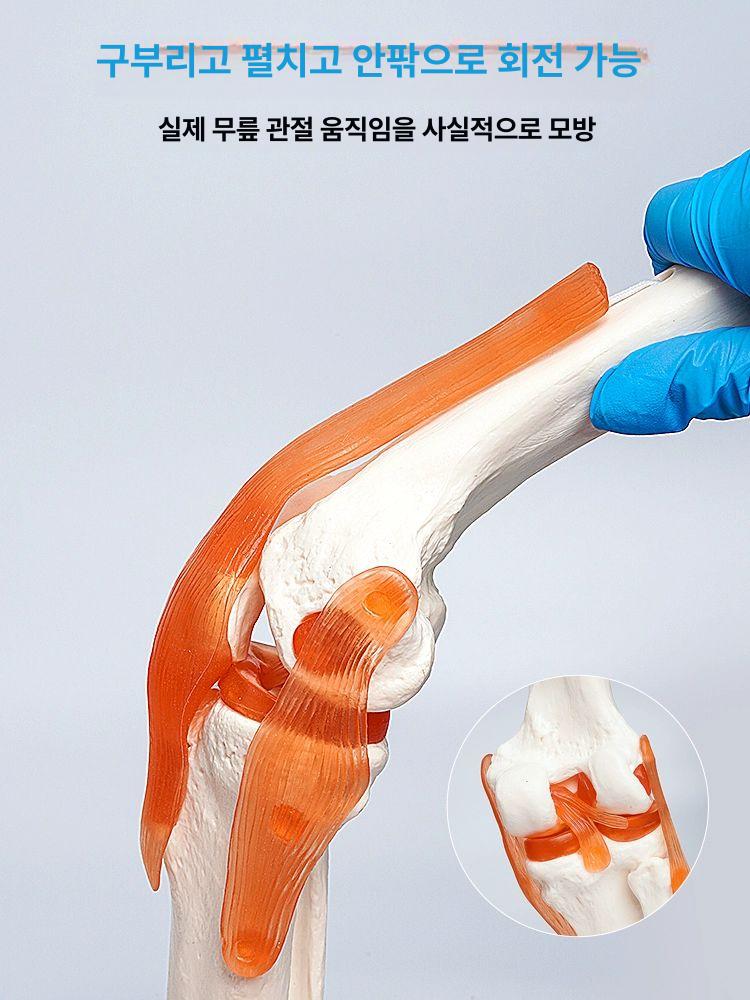 무릎 관절 모형 인대 해부 병원 골격 인체 교육용 슬관절 모델 실습 교구 인공 뼈 훈련 - 상세 이미지 3