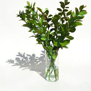 리틀캠든 루스커스 생화 합리적인 온라인꽃집 솔직 후기 | 실사용자 리뷰 분석 - 상품 이미지 1