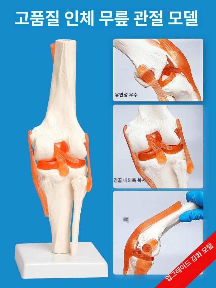 무릎 관절 모형 인대 해부 병원 골격 인체 교육용 슬관절 모델 실습 교구 인공 뼈 훈련 - 상세 이미지 4
