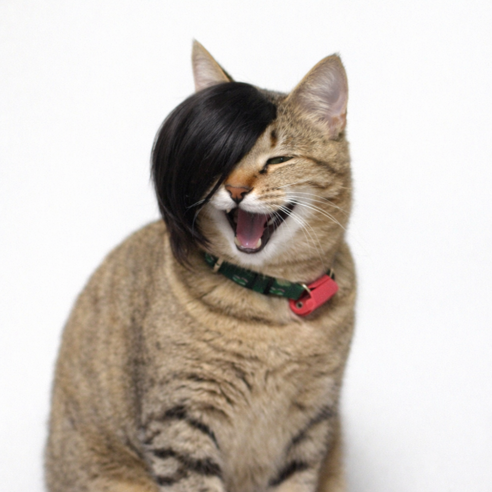 위드레오 강아지 고양이 가발 사진촬영소품 블랙, 원사이즈 - 상품 이미지