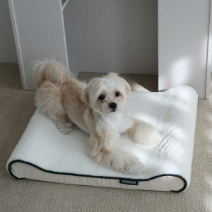 냐오오 강아지 침대 대형견 방석 쿠션 쇼파 국내생산 자체제작 고양이 도브... 솔직 후기 | 실제 사용자 리뷰 총정리 - 상품 이미지 1