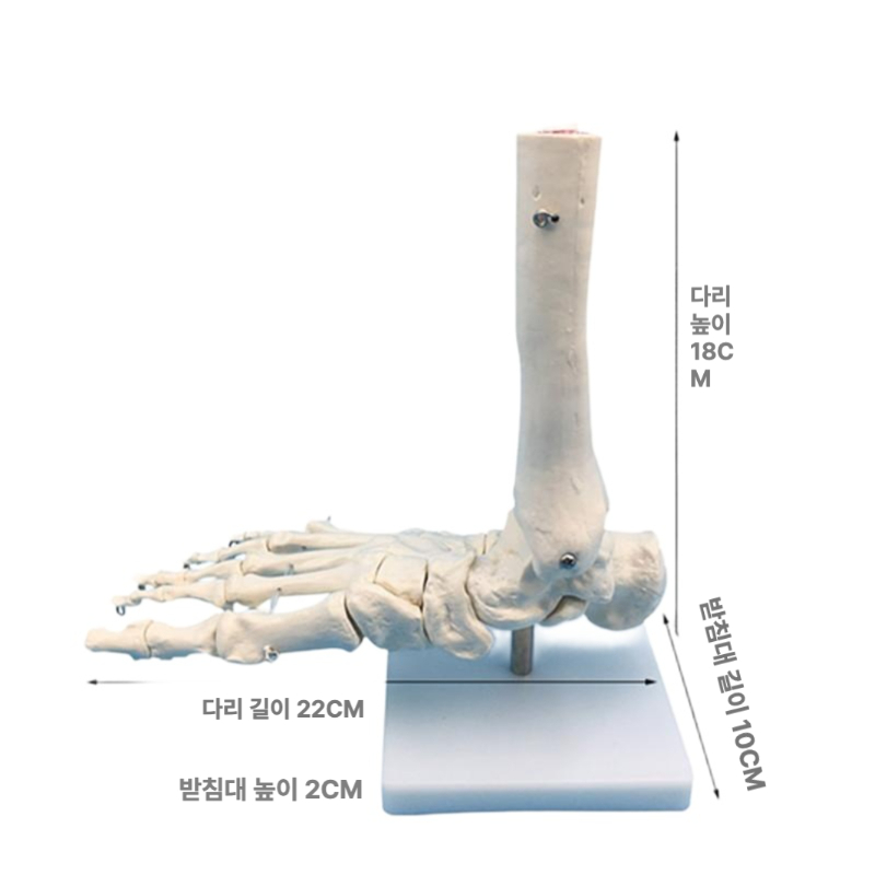 발모형 발뼈 족골 경골 인체모형 뼈 해부학 탄성밴드없음 의학 발관절 모델 - 상세 이미지 2