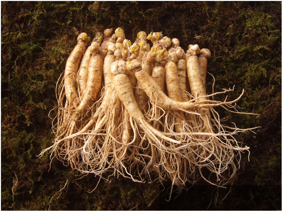 금산 참 인삼 수삼 원수삼 믹서 (21-26뿌리) 750g 맛있게 먹은 솔직 후기 - 대표 이미지