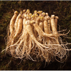 금산 참 인삼 수삼 원수삼 믹서 (21-26뿌리) 750g 맛있게 먹은 솔직 후기 - 상품 이미지 1