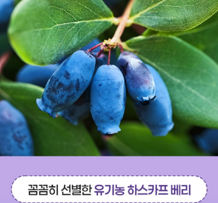 하스카프베리27 히스카프베리 하스카프리베리 열매 분말 카스카프베리 - 상세 이미지 4