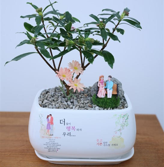 보태드림 결혼 기념일 꽃 메시지화분 축하 선물 집들이 배달