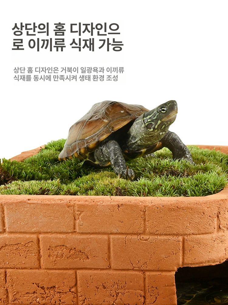 아크릴 거북이 어항 수족관 은신처 사육장 파충류 미니 [소형] + 화이트 헤더 스파이더 1박스 - 상세 이미지 5