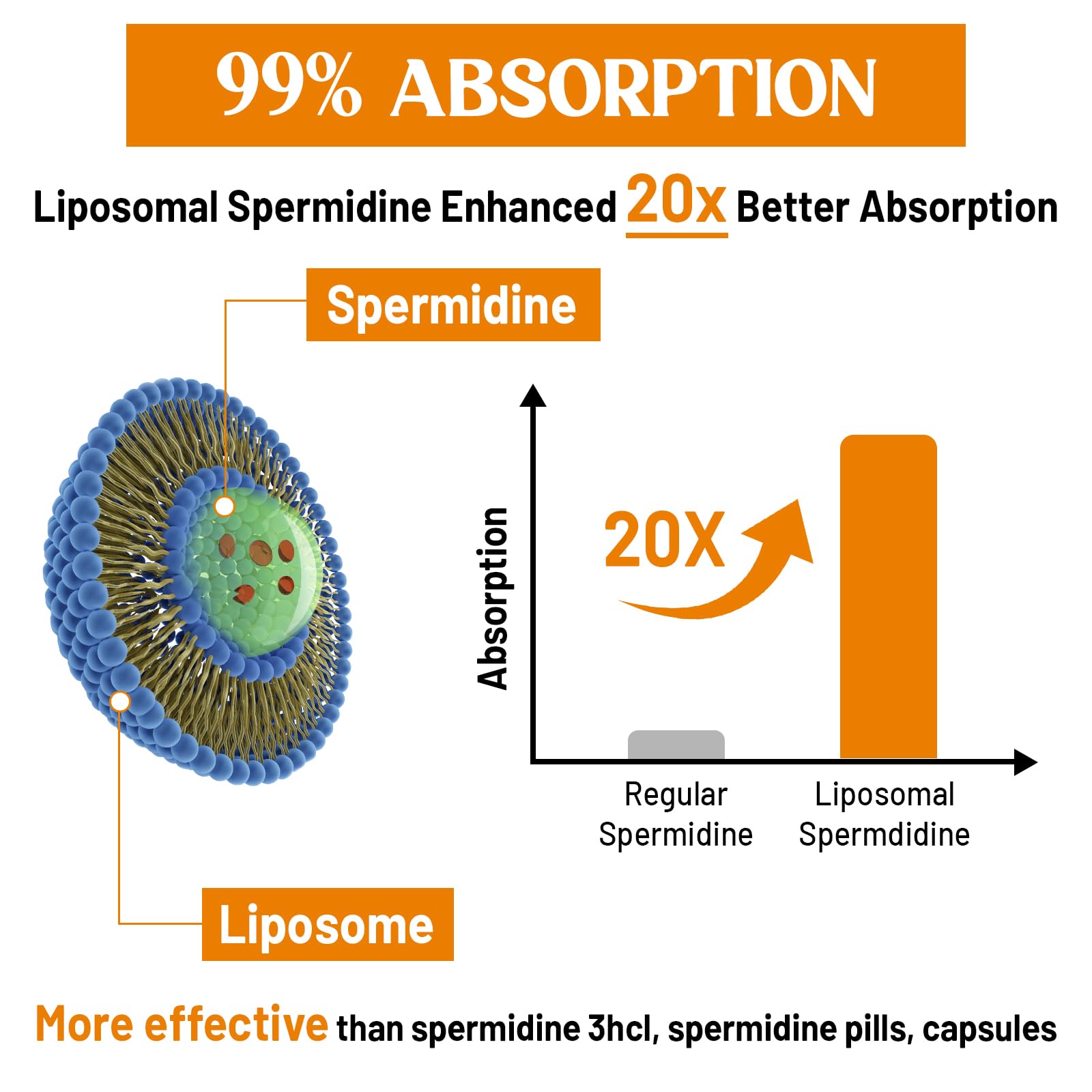 30mg 스페르미딘 보충제, 고흡수, 세포 재생, 60소프트젤 - 상세 이미지 4