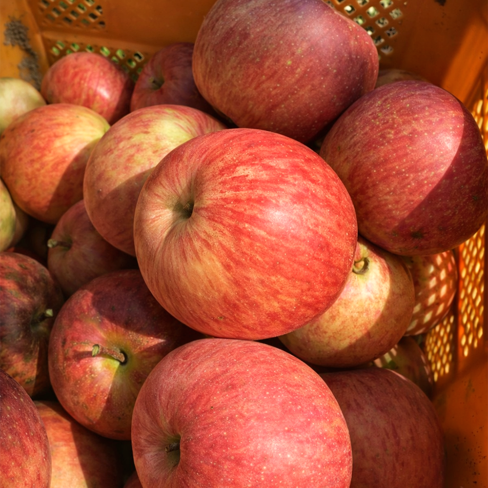 세척사과 경북 안동 사과 껍질째먹는 부사 사과 2kg 3kg 5kg - 상세 이미지 3