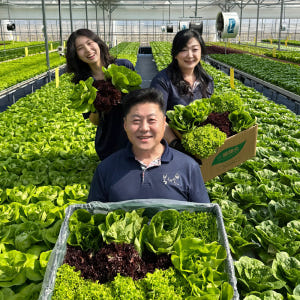무농약 아쿠아포닉스 농법 유러피안 샐러드 야채 봉채소 1kg, 1개 맛있게 먹은 솔직 후기 - 상품 이미지 1