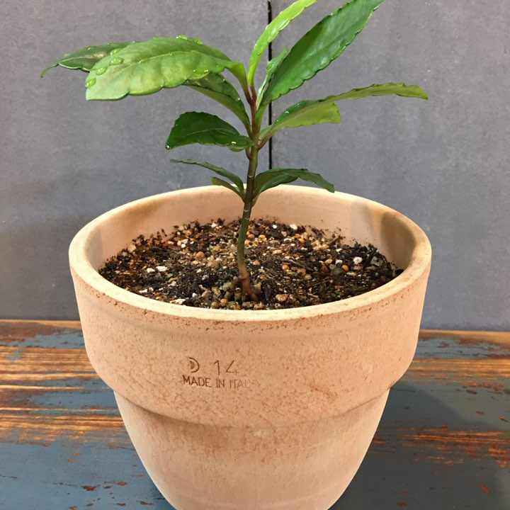 e행복샵 스토어 로고