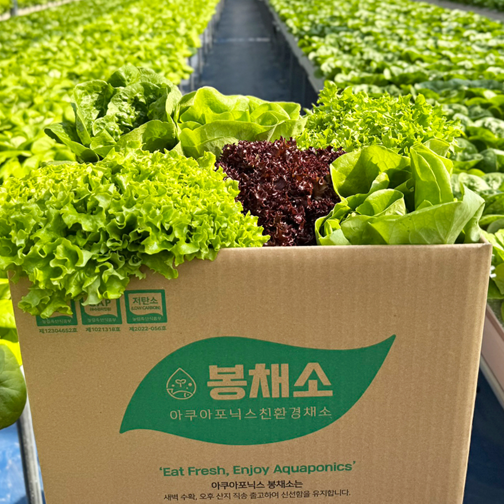 무농약 아쿠아포닉스 농법 유러피안 샐러드 야채 봉채소 600g, 1개