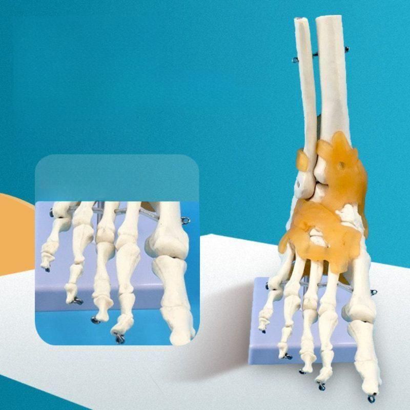 발목 골격 인체 뼈모형 표본 발뼈 인체모형 근육 정형외과 실습 뼈 모형 발 해부학 교육용 - 상세 이미지 3