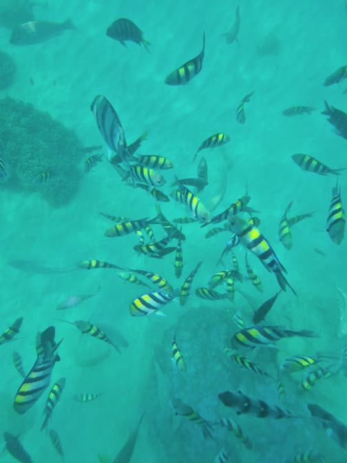 나트랑 3섬 어메이징 스노쿨링 호핑투어 픽업 드랍 (혼문섬, 혼땀섬, 혼째섬) 이미지 3