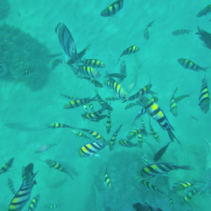 나트랑 3섬 어메이징 스노쿨링 호핑투어 픽업 드랍 (혼문섬, 혼땀섬, 혼... 솔직 후기 | 실사용자 리뷰 분석 - 상품 이미지 3