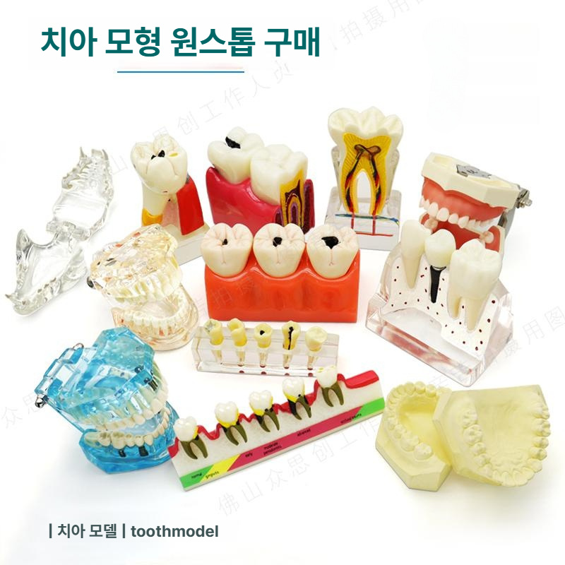 강아지 동물 모형 이빨 동물병원 고양이 교육 치아 구강 반려용품 - 상세 이미지 3