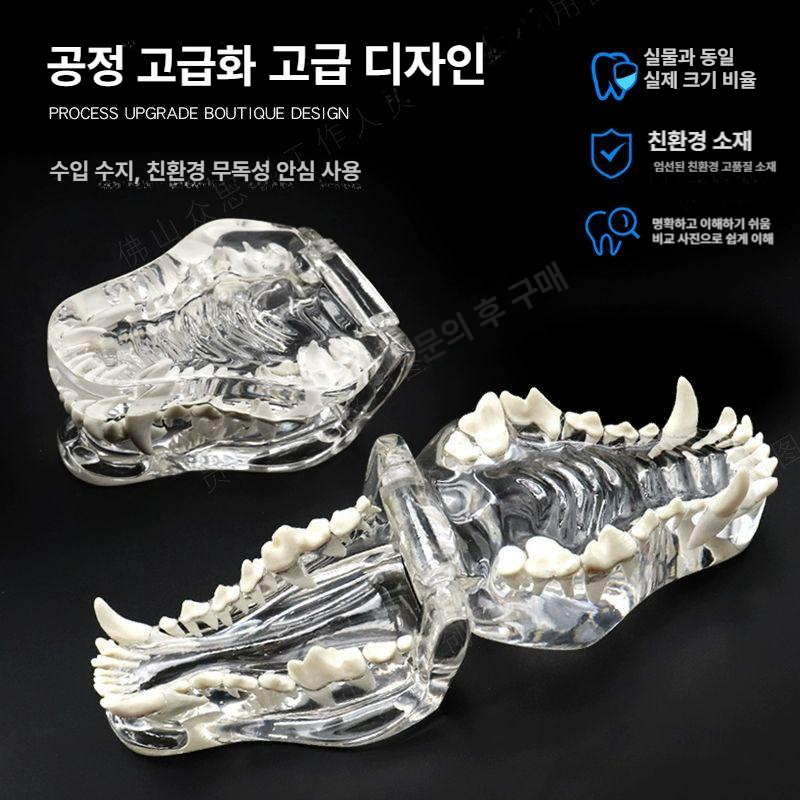 강아지 동물 모형 이빨 동물병원 고양이 교육 치아 구강 반려용품 - 상세 이미지 5