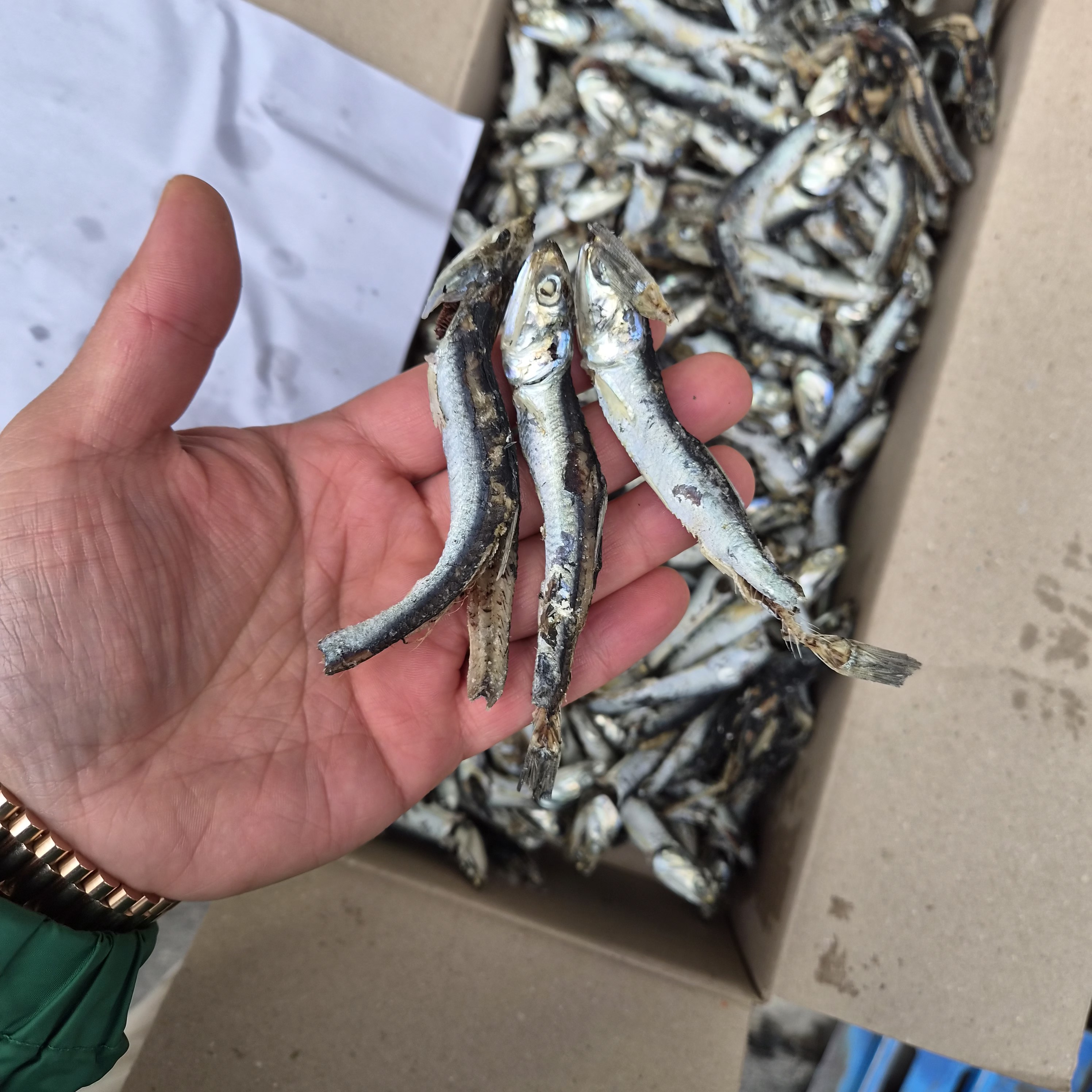 (도매) 업소용 햇 육수멸치 고노리 청어 1.5kg 12박스 2줄 국물 다시 멸치 이미지 3