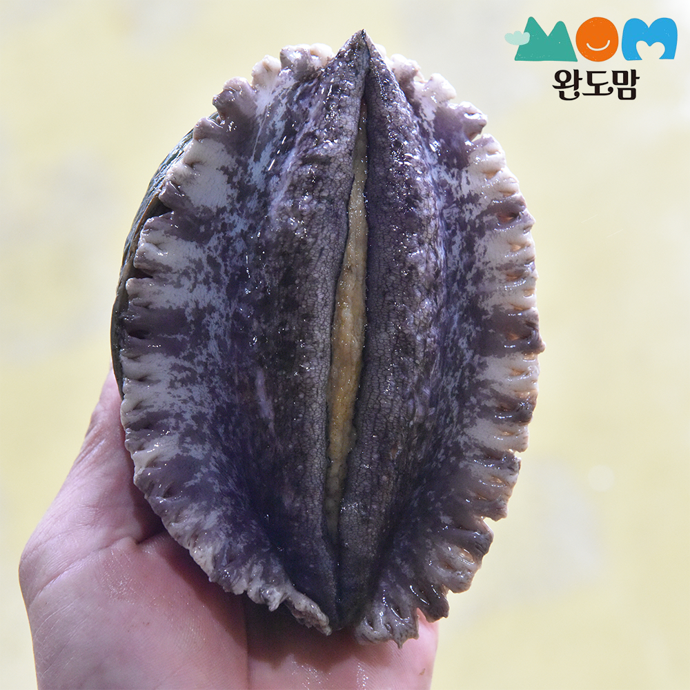 완도맘 완도 활전복 1kg+세척솔 산지직송 전복 특대 산소포장 선물세트