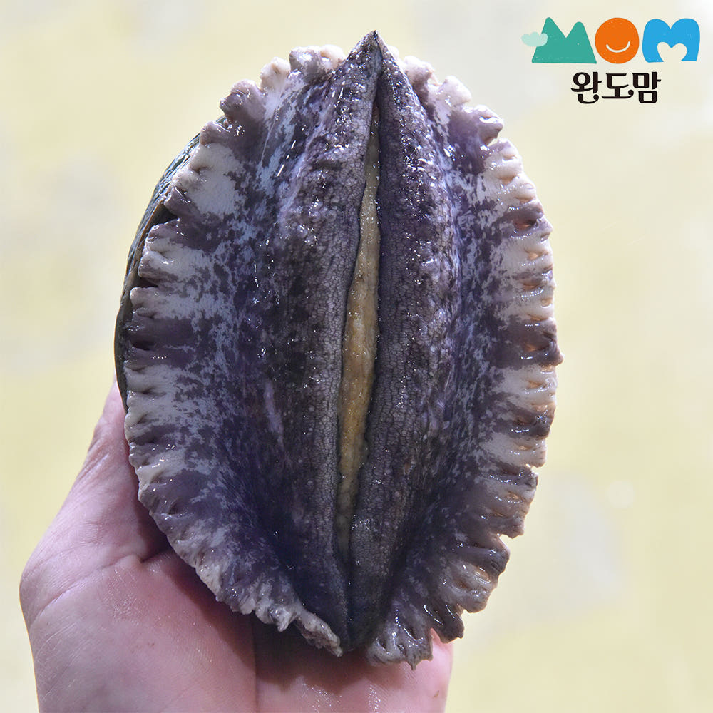 완도맘 완도 활전복 1kg+세척솔 산지직송 전복 특대 산소포장 선물세트 가격 추이 완도맘 완도맘 완도 활전복 1kg+세척솔 산지직송 전복 특대 산소포장 선물세트 - 최저가 22,900원