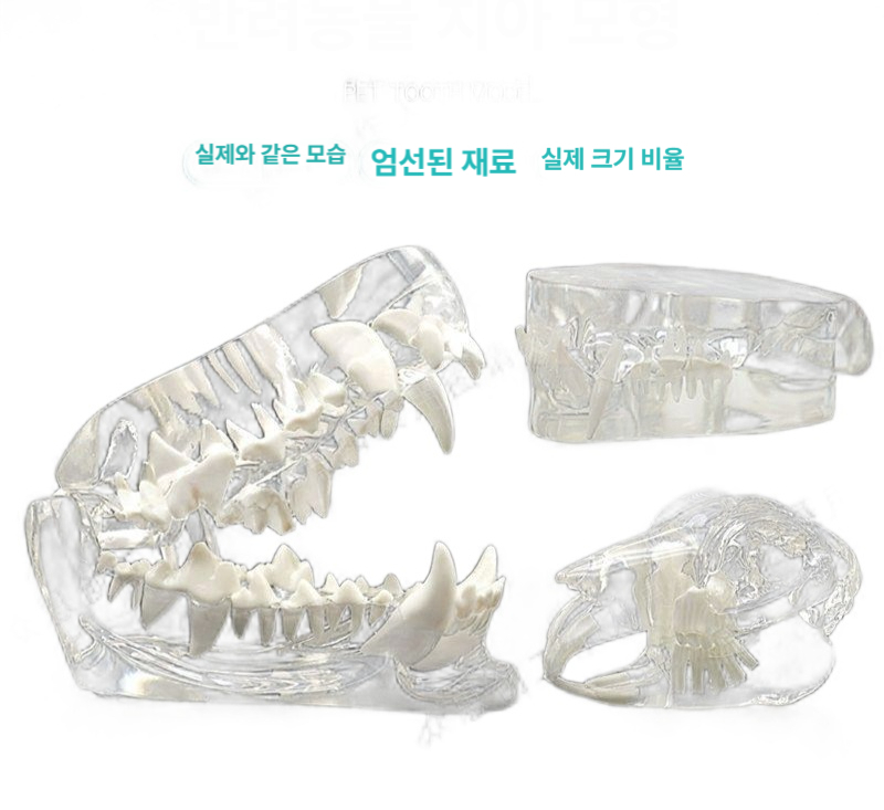 강아지 동물 모형 이빨 동물병원 고양이 교육 치아 구강 반려용품 - 상세 이미지 2