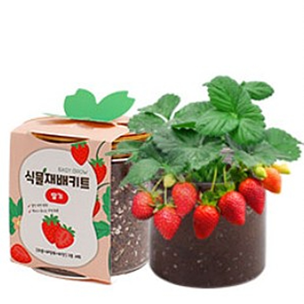 방울토마토키우기 식물재배키트 씨앗 심기 식목일 키우기 박대표마켓 - 상세 이미지 4