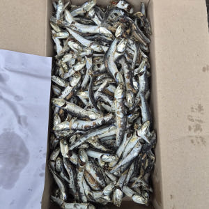 (도매) 업소용 햇 육수멸치 고노리 청어 1.5kg 12박스 2줄 국물 ... 맛있게 먹은 솔직 후기 - 상품 이미지 1