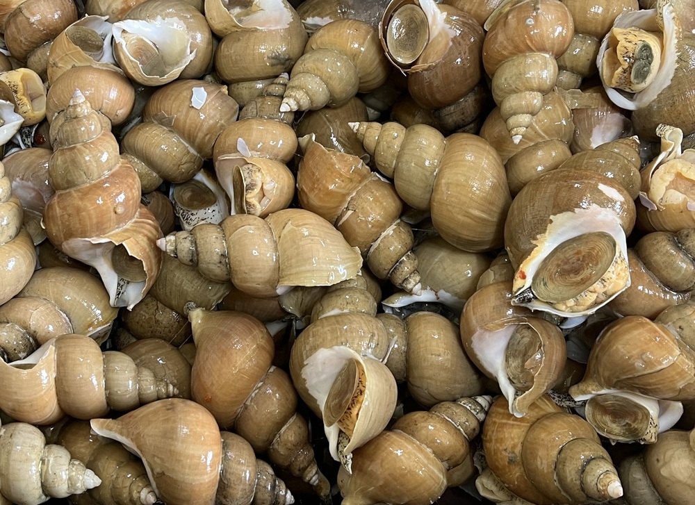 포항 백골뱅이 1kg 백고동 통 생 골뱅이 동해안 구룡포 - 상세 이미지 3