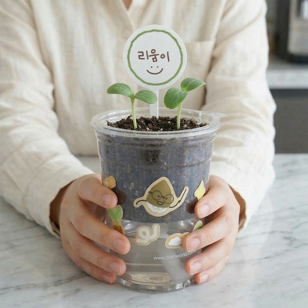 해바라기 씨앗 키우기 과학체험 식물키트 저면관수 - 상세 이미지 4