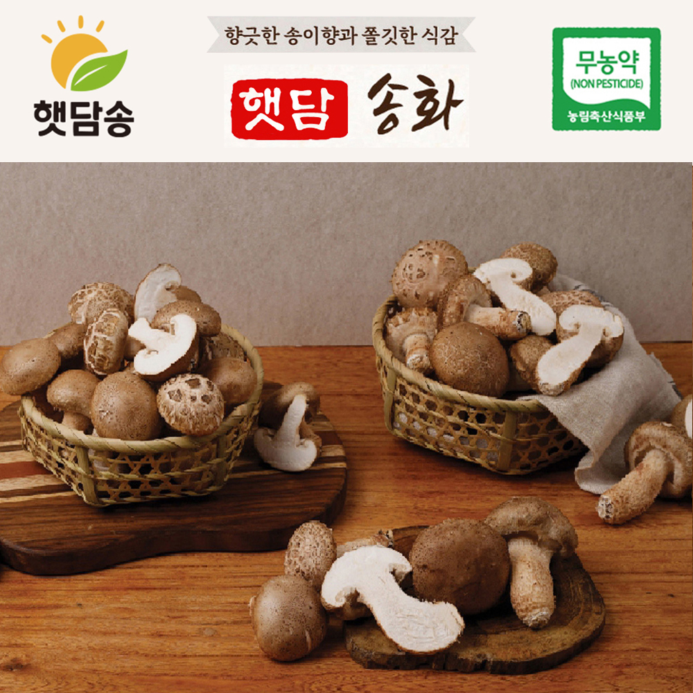 [1+1]무농약 송화고 버섯 못난이버섯 식용 샤브샤브 좋은 맛있는 생버섯 송고 참송이 맛집 - 상세 이미지 5