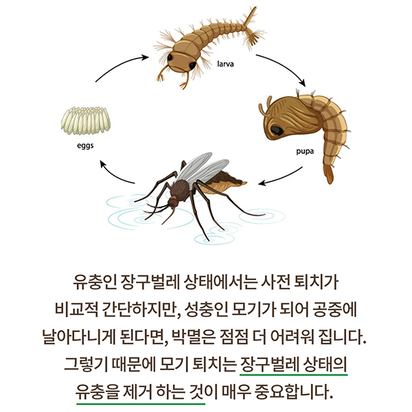 국보 지쎈 킬라바 트위스트 100g 2박스 모기 유충 약 방역 살충 과립 모기약 화장실 정화조 웅덩이 쩔템 - 상세 이미지 5
