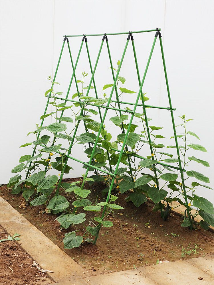 오이지지대 2m 활대 덩굴 넝쿨 포도나무지지대 넝쿨식물 토마토 포도나무 - 상세 이미지 2