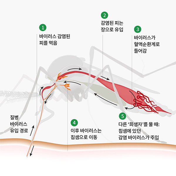 국보 지쎈 킬라바 트위스트 100g 2박스 모기 유충 약 방역 살충 과립 모기약 화장실 정화조 웅덩이 쩔템 - 상세 이미지 4